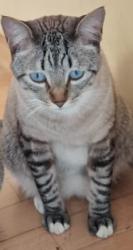 Lost Male Cat last seen Rua Edmundo de Amicis, 229, Jardim Colombo, SP 05625-170