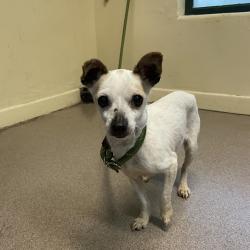 Shelter Stray Female Dog last seen , 361 S Raymond Ave, Pasadena, CA 91105, USA