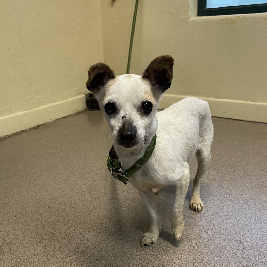 Shelter Stray Female Dog last seen , 361 S Raymond Ave, Pasadena, CA 91105, USA