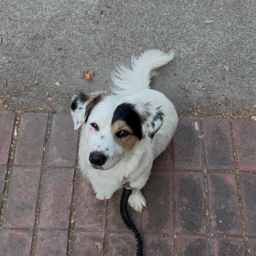 Shelter Stray Male Dog last seen , 361 S Raymond Ave, Pasadena, CA 91105, USA