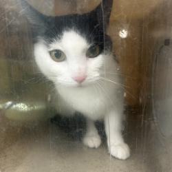 Shelter Stray Female Cat last seen , Animal Care & Control Team of Philly, 111 W Hunting Park Ave, Philadelphia, PA 19140, USA