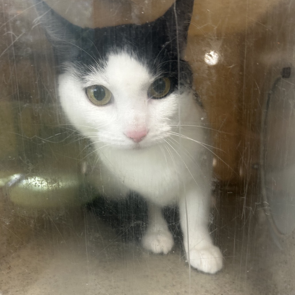 Shelter Stray Female Cat last seen , Animal Care & Control Team of Philly, 111 W Hunting Park Ave, Philadelphia, PA 19140, USA