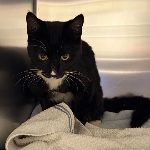 Shelter Stray Male Cat last seen , 14 Forever Friend Ln, Asheville, NC 28806, USA