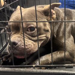 Shelter Stray Female Dog last seen , 328 Furman Hall Rd, Greenville, SC 29609, USA