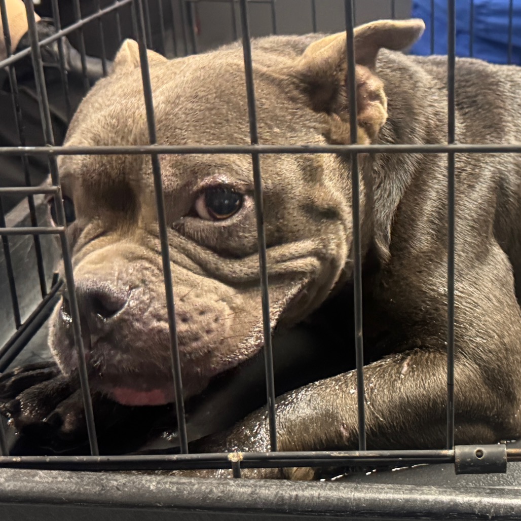 Shelter Stray Female Dog last seen , 328 Furman Hall Rd, Greenville, SC 29609, USA