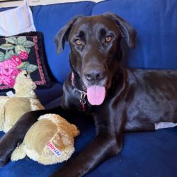 Shelter Stray Female Dog last seen , 328 Furman Hall Rd, Greenville, SC 29609, USA