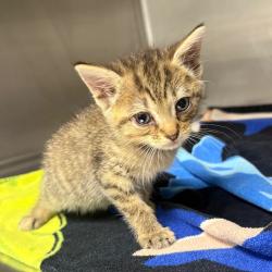 Shelter Stray Female Cat last seen , 328 Furman Hall Rd, Greenville, SC 29609, USA