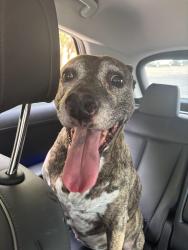 Found/Stray Female Dog last seen Black Hills Ln & Glen Canyon Rd by Park Glen Elementary, Fort Worth, TX 76137