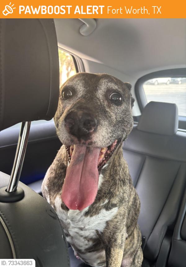 Found/Stray Female Dog last seen Black Hills Ln & Glen Canyon Rd by Park Glen Elementary, Fort Worth, TX 76137