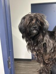 Found/Stray Female Dog last seen Port St Lucie, Port St. Lucie, FL 34986