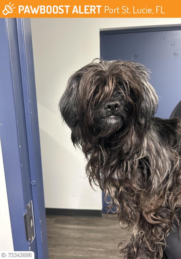 Found/Stray Female Dog last seen Port St Lucie, Port St. Lucie, FL 34986
