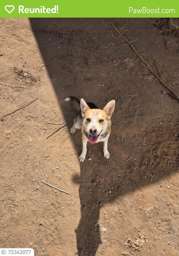 Reunited Female Dog last seen Baxter and terrace ave in good hope, Perris, CA 92570