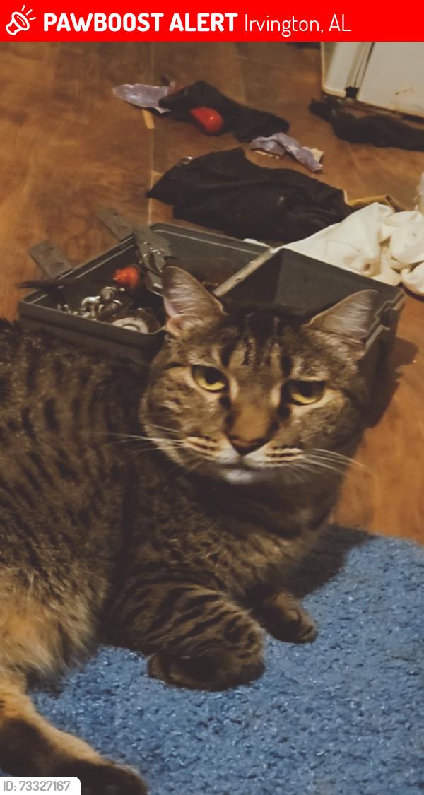 Lost Female Cat last seen Argyle rd 36644, Irvington, AL 36544