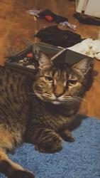 Lost Female Cat last seen Argyle rd 36644, Irvington, AL 36544