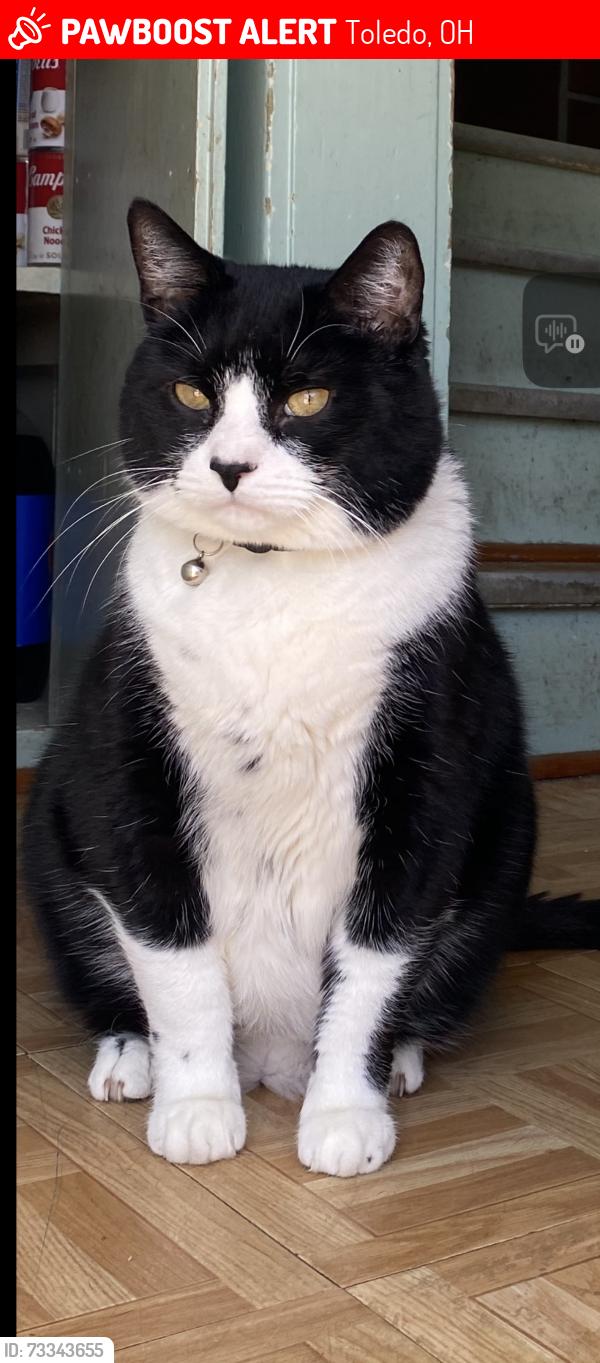 Lost Male Cat last seen nelson and geneva 43609, Toledo, OH 43609