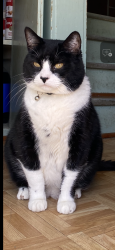 Lost Male Cat last seen nelson and geneva 43609, Toledo, OH 43609