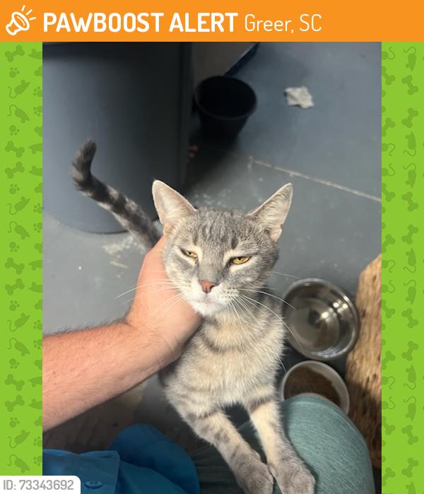 Found/Stray Male Cat last seen Barberry lane, Greer, SC 29651
