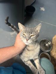 Found/Stray Male Cat last seen Barberry lane, Greer, SC 29651