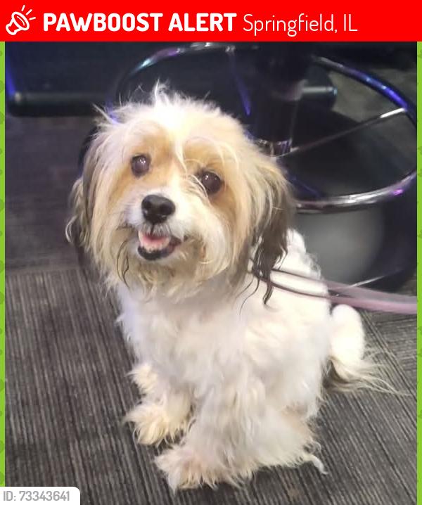 Lost Female Dog last seen Keeley's Place across from main gate to state fair grounds., Springfield, IL 62702