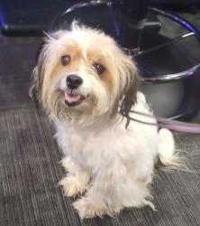 Lost Female Dog last seen Keeley's Place across from main gate to state fair grounds., Springfield, IL 62702