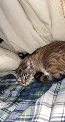 Lost Female Cat last seen Oak view center park, Huntington Beach, CA 92647