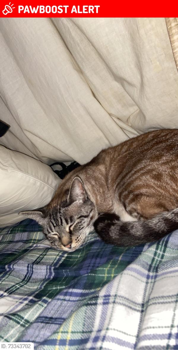 Lost Female Cat last seen Oak view center park, Huntington Beach, CA 92647