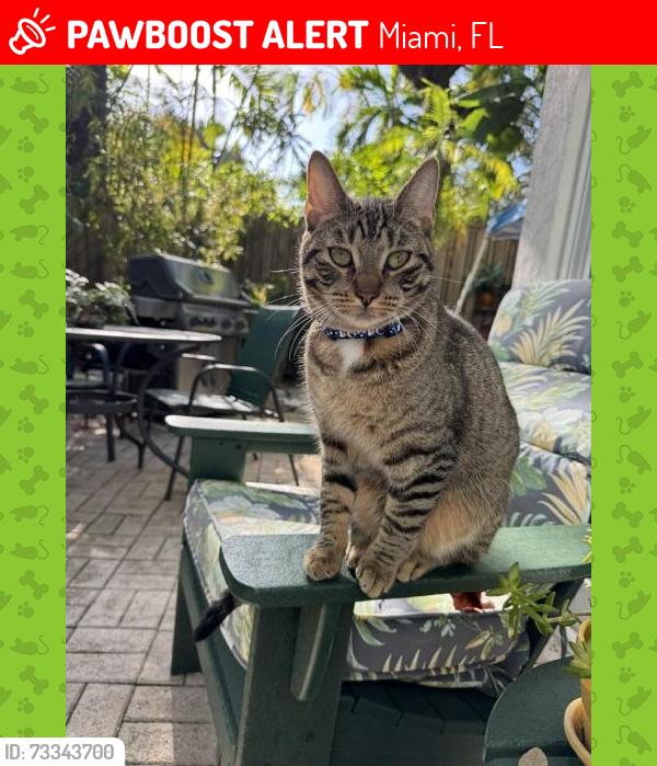 Lost Male Cat last seen SW 22nd Avenue & Secoffee, Miami, FL 33145