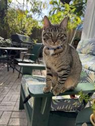 Lost Male Cat last seen SW 22nd Avenue & Secoffee, Miami, FL 33145