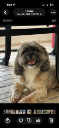 Lost Male Dog last seen Colson and Robinson farms lane, Plant City, FL 33567