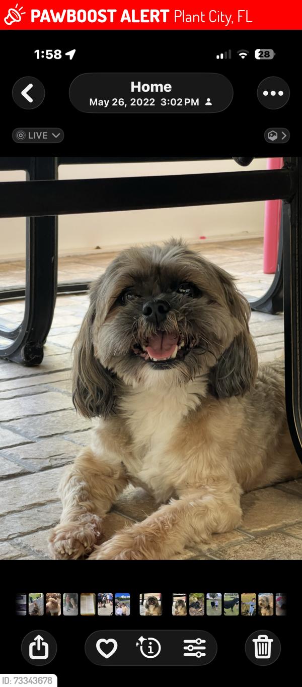 Lost Male Dog last seen Colson and Robinson farms lane, Plant City, FL 33567