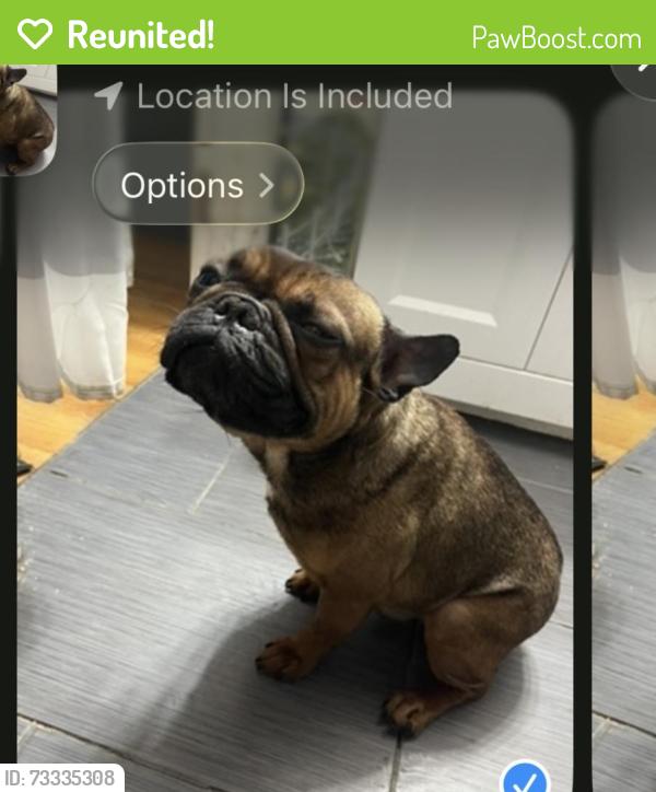 Reunited Male Dog last seen Admiral, Douglas, Hawkins, Providence, RI 02904