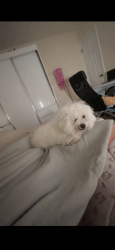 Reunited Female Dog last seen 69-58 Main St, Flushing (7-11), Queens, NY 11367