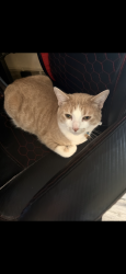 Reunited Male Cat last seen Baldwin and Barberry, Palatine, IL 60074