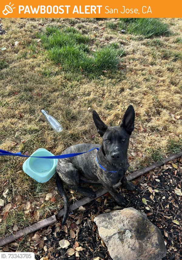 Found/Stray Unknown Dog last seen Skyzone Trampoline Park, San Jose, CA 95112