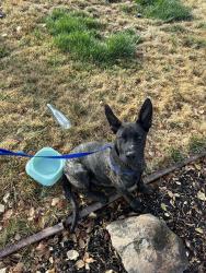 Found/Stray Unknown Dog last seen Skyzone Trampoline Park, San Jose, CA 95112