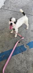 Found/Stray Female Dog last seen Alley, Los Angeles, CA 90028