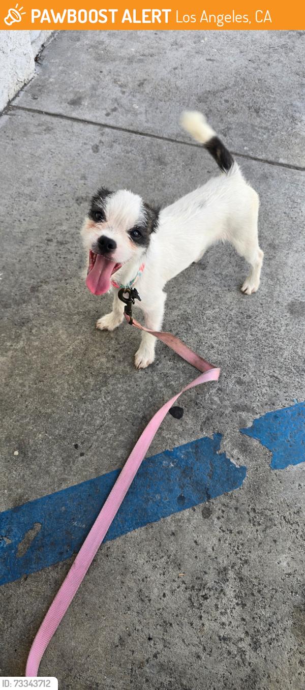 Found/Stray Female Dog last seen Alley, Los Angeles, CA 90028