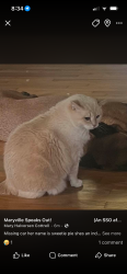Lost Female Cat last seen Patrick Ave and Tarpley, Maryville, TN 37804
