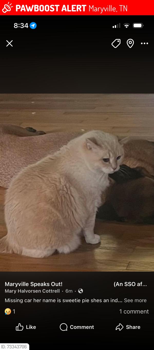 Lost Female Cat last seen Patrick Ave and Tarpley, Maryville, TN 37804
