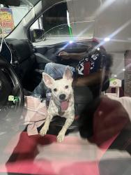 Found/Stray Female Dog last seen Wesley chapel rd, Wesley Chapel, FL 33544