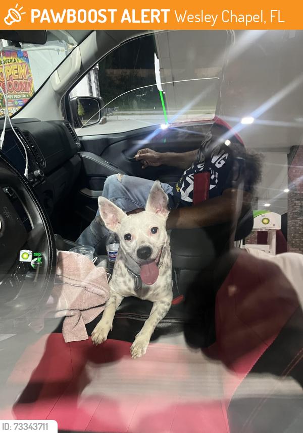 Found/Stray Female Dog last seen Wesley chapel rd, Wesley Chapel, FL 33544