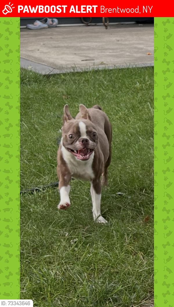 Lost Female Dog last seen Near Elliot st, Brentwood, NY 11717
