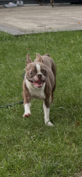Lost Female Dog last seen Near Elliot st, Brentwood, NY 11717