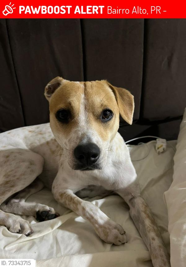 Lost Female Dog last seen Avenida da Integração 2599, Bairro Alto, PR 82840-290