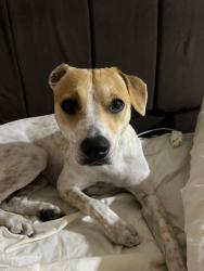Lost Female Dog last seen Avenida da Integração 2599, Bairro Alto, PR 82840-290