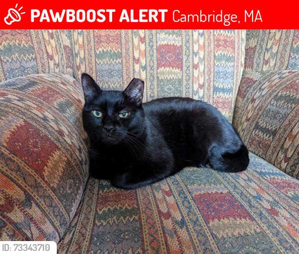 Lost Male Cat last seen Western Ave and Putnam Ave, near Hoyt Field, Cambridge, MA 02139