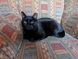 Lost Male Cat last seen Western Ave and Putnam Ave, near Hoyt Field, Cambridge, MA 02139