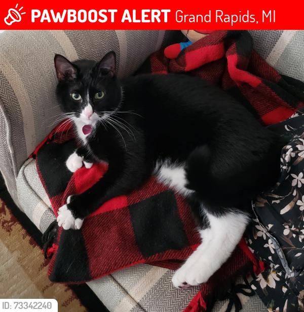 Lost Male Cat last seen Thomas and Neland, Grand Rapids, MI 49506
