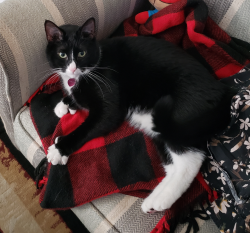 Lost Male Cat last seen Thomas and Neland, Grand Rapids, MI 49506