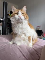 Reunited Male Cat last seen Tesco, Worcestershire, England DY13 9AY